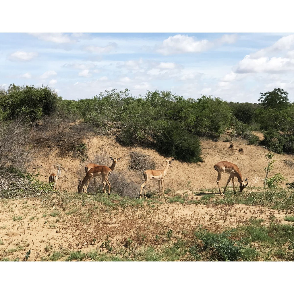 Tête d'Impala