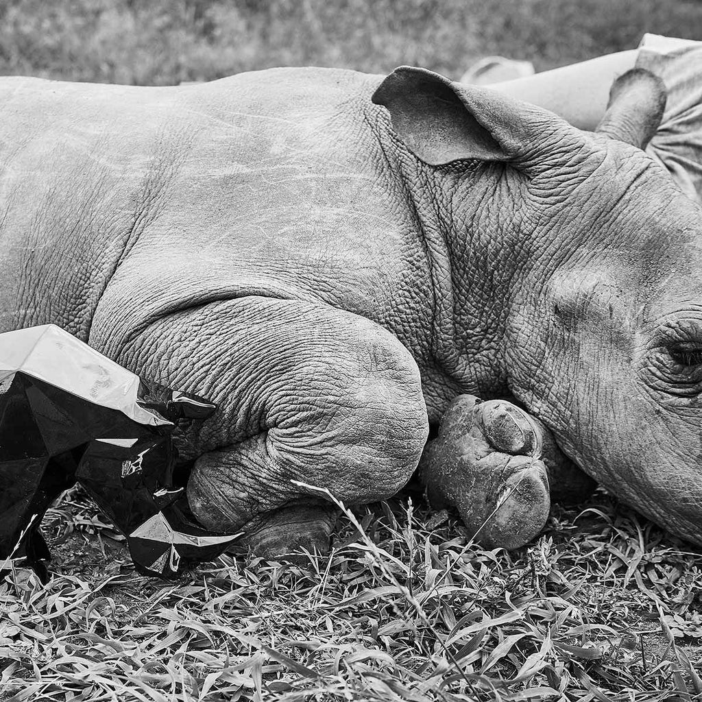 Rhinoceros Impy S