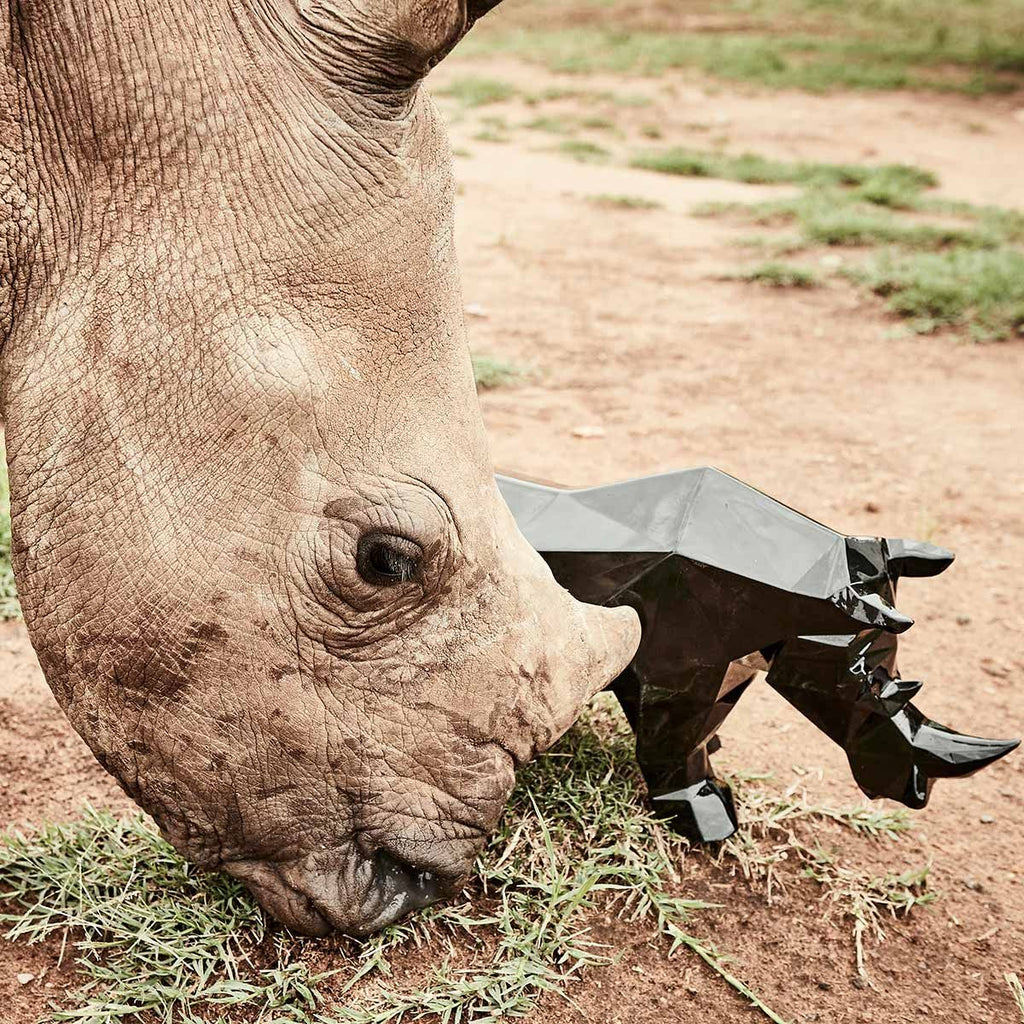 Rhinoceros Impy S